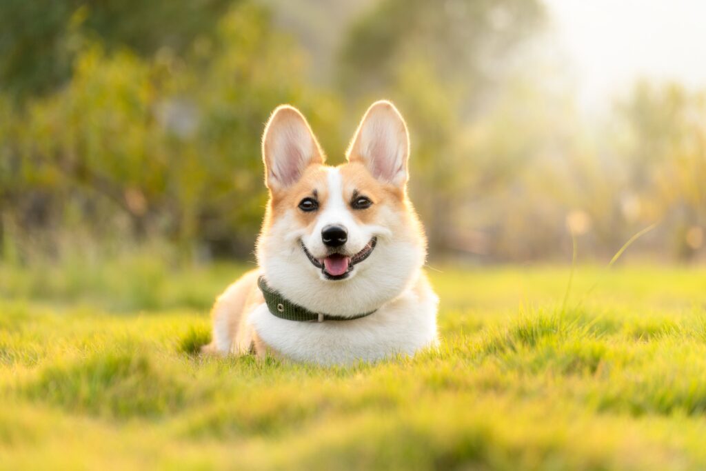 元気な犬２