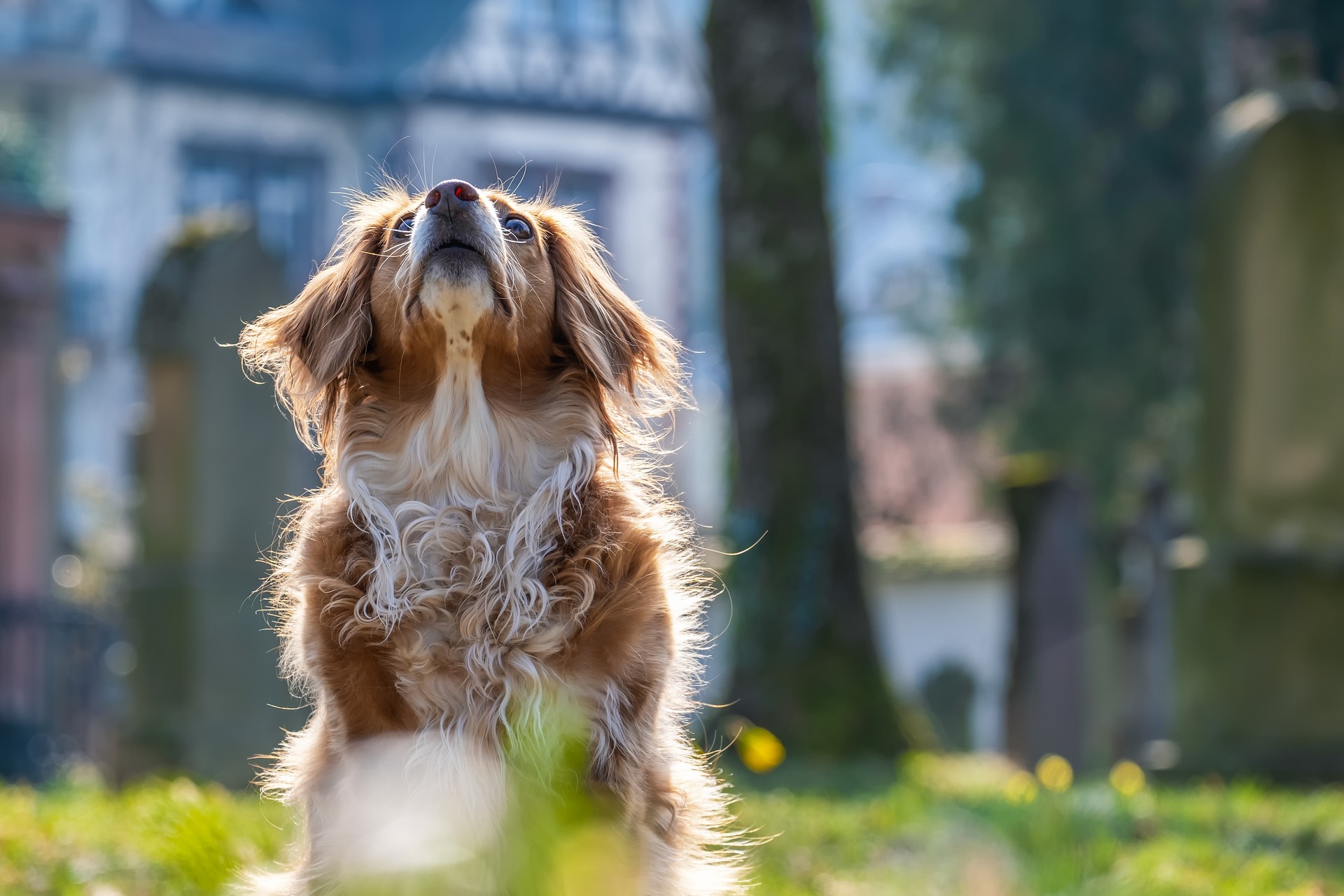 元気な犬３