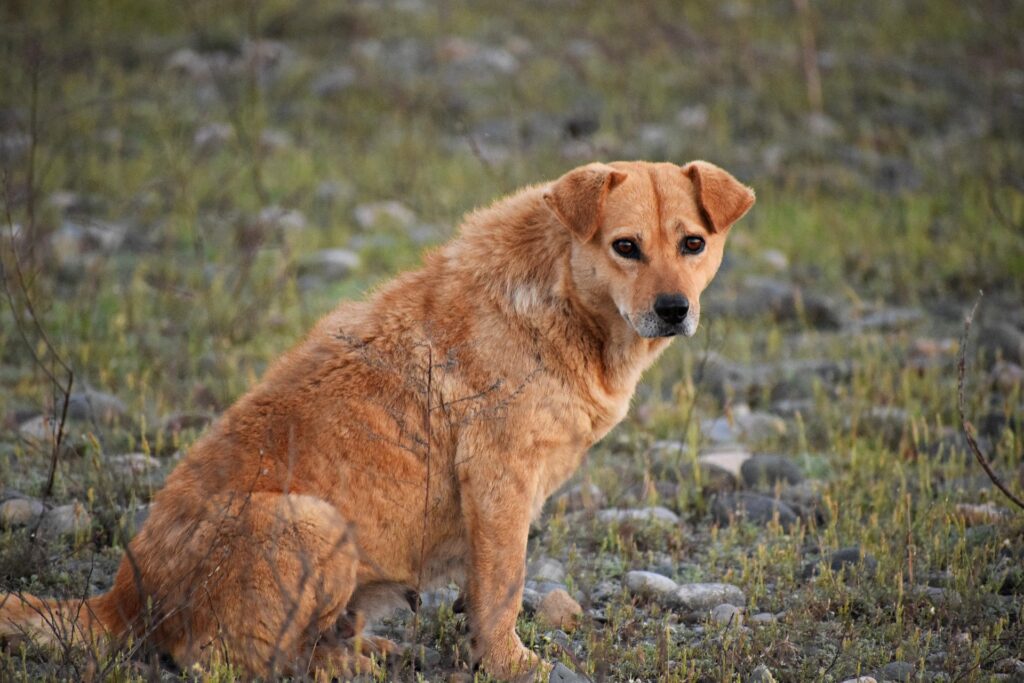 犬１
